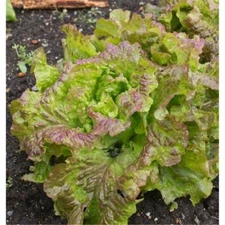 1000 PRIZEHEAD LETTUCE SEEDS ~ heirloomseedguy ~ 2026 ~ NON-GMO