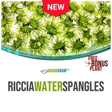 40+ Riccia Water Spangles (+FREE BONUS PLANT) Live Aquarium Floating Plant