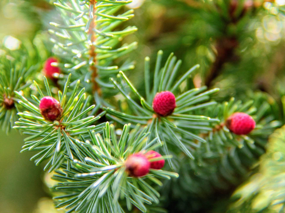 Picea glauca 'Pendula' - White Spruce *Live Plant - Image 3 of 4