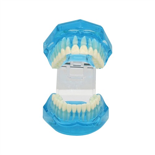 Multiple Types Dental Teeth Model Ortho Implant Practice Teaching Demo Model - Picture 224 of 276
