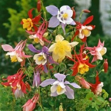 Columbine Aquilegia caerulea McKana Giants mixed 600 seeds+4" FREE PLANT