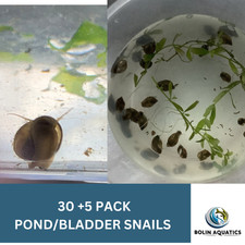 30 Bladder/Pond Snails, Live Feeder Snails, Puffer  Turtle Food, Algae Eater