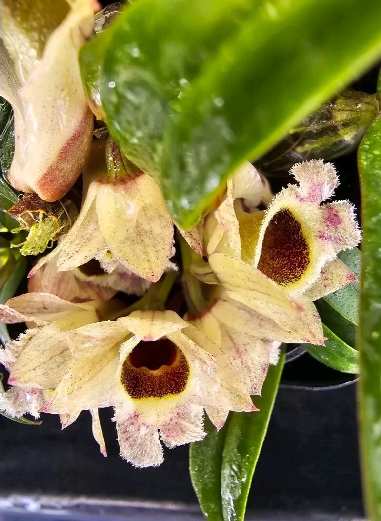 洋書 Orchid Species Culture : Dendrobium Orchid Species Culture: Dendrobium (Orchard Species Culture