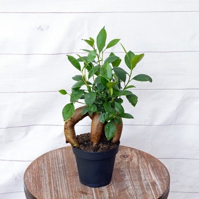 LIVE 4 inch pot Ficus Bonsai plant, Funny new doctor gift, Plant lover gift, Gar