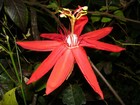 Passiflora coccinea | Red Passion Flower | 5 Seeds