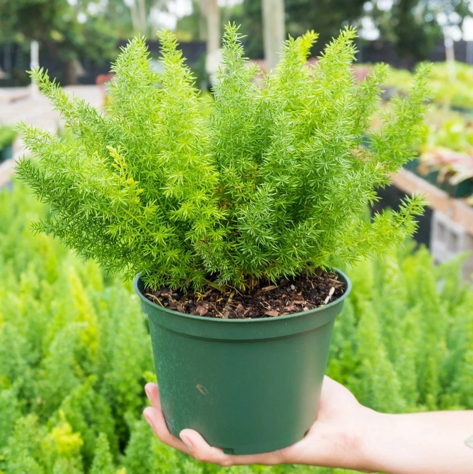 Helecho cola de zorro - Espárragos densiflorus en maceta de 6" pulgadas - Casa viva interior y exterior Foto 2 de 4