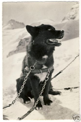 HUSKY * Vintage 1950s Photo PC * Dog Hund Chien - Picture 1 of 1