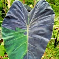 Colocasia Live Bulb Black Galaxy Tuber New Hybrid Free Phytosanitary Certificate