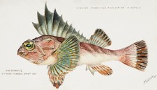 14510.Decor Poster print.Room wall art.Marine life drawing.Fish market design