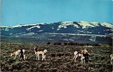 Pronghorn Antelope NM UT WY Postcard PM Pinedale WY Cancel WOB Note VTG Vintage