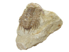 Devonian Kettneraspis williamsi trilobite fossil Haragan Formation Oklahoma #11