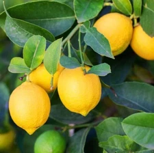 Meyers Yellow Lemon Live Tree - 3ft Tall - 2Gal - High Yield  - No Ship CA, FL
