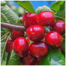 Dwarf Patio Lapins Cherry Tree , Self-Fertile & Ready to Fruit, Heavy Cropper
