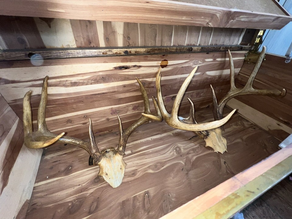 2 Huge Racks Whitetail Deer Skull Plate Antler Rack Cabin Mount