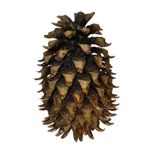 Large Decorative Coulter Pinecone For Crafts or Seasonal Arrangement - Iris