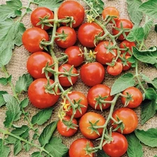 200 Tomato Seeds - Small Red Cherry FREE USA SHIPPING