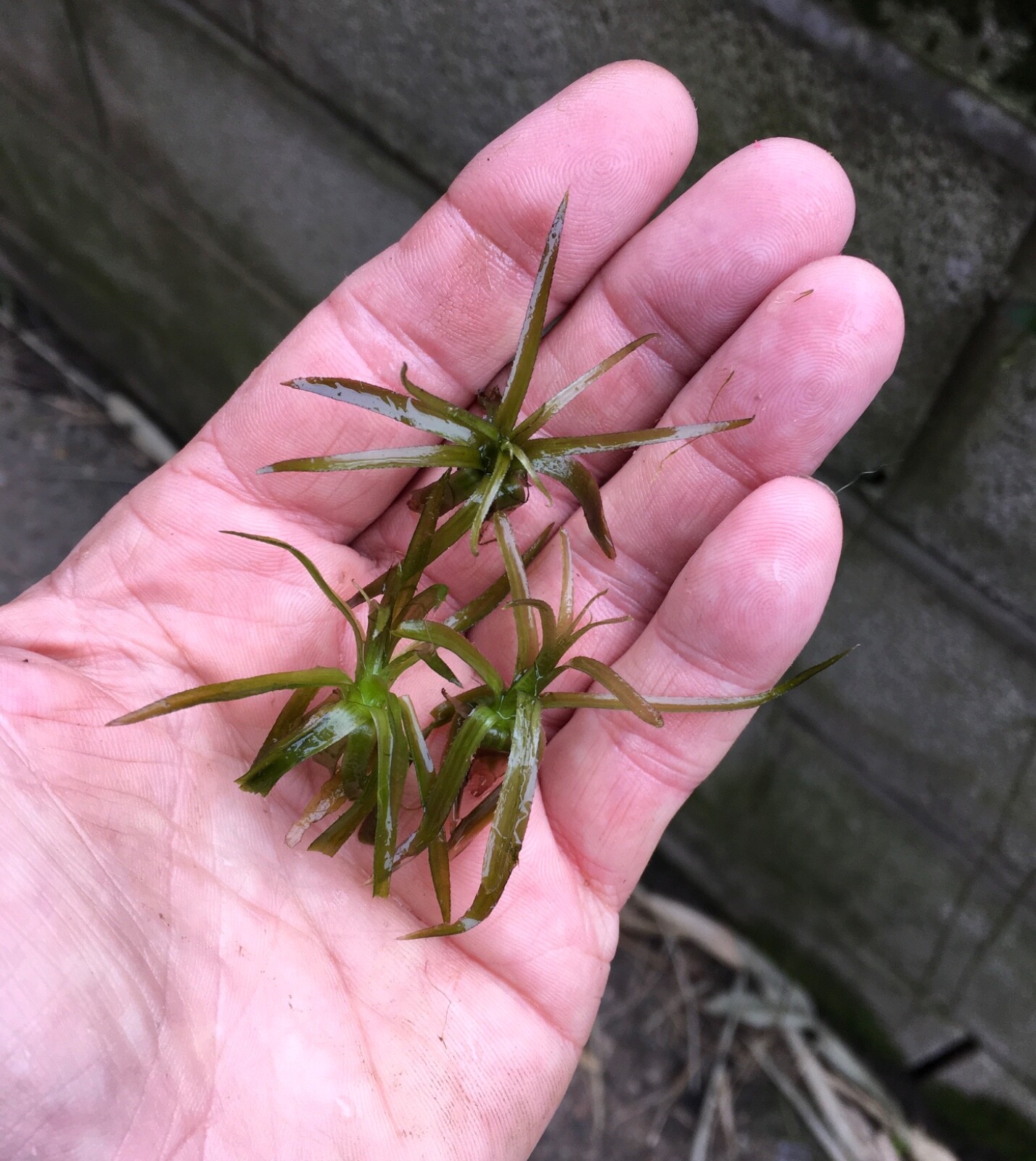 3X BABY WATER SOLDIER FLOATING POND PLANTS UK NATIVE FLOATING POND