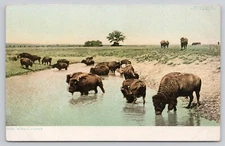 Buffalo Drinking Water Detroit Publishing Phostint Unposted Vintage Postcard