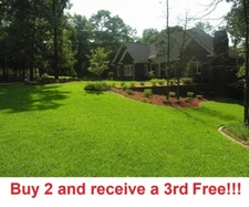 Centipede Grass Seeds starter pack 6000-8000 seeds