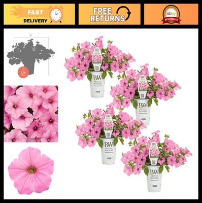 Proven Winners  Petunia Plant - Supertunia Vista Bubblegum - 4 Pack - Annual Flo