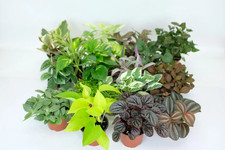 15 Piece Mini Tropical Plant Assortment Set in 2" Pots