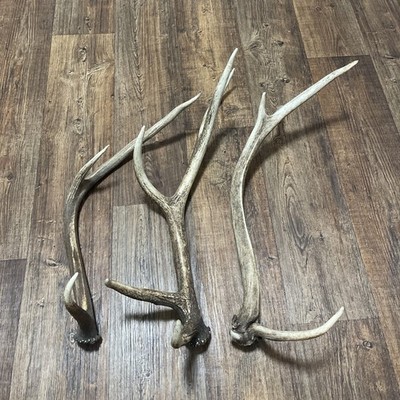3 Naturally Shed Elk Antler Rack Horns 30'' Brown ~ Decor, Display, Art, Dog Chew