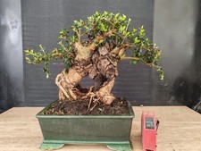 bonsai  olivastro   h 28 cm visita il negozio