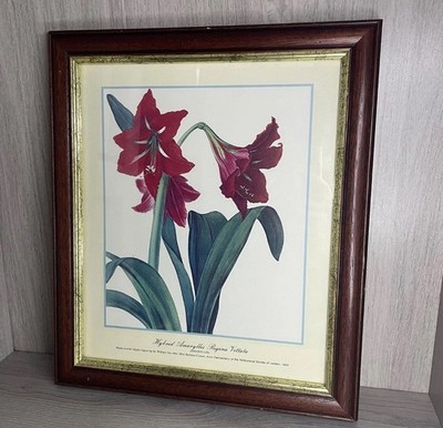 Hybride Amaryllis Regina Vittata gerahmtes Kunstwerk Stichelgravur William Say 