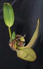 Orchid plant: C. labiata var. rubra 'Miranda', FRAGRANT, orig. division - HO div — photo 5