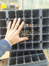 1 Vassoio Alveolo forestale antispiralizzazione 40 fori 220cc semina e talea