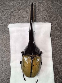 Dynastidae hercules hercules BIG male 156 7mm Guadeloupe