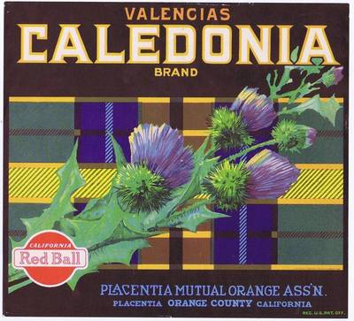 Caledonia, original california orange crate label, placentia mutual orange ass'n