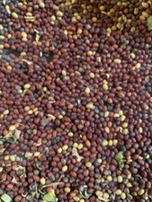 1500 seeds - Siberian Pea Tree, Caragana arborescens, 2025 crop, eastern WASH