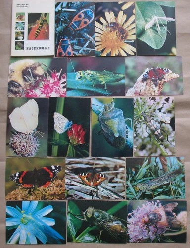 Lot 25 Russian Post card SET PC Insects Photo View Butter fly Beetle Bug Old
