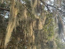 Live Spanish Moss from Florida-1 Gallon Bag