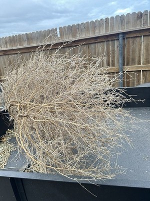 Southern Colorado Authentic Tumbleweed Tumble Weeds Tumbleweeds. Extra Large