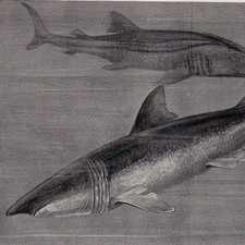 Rough Shark and Basking Shark 1911 Antique Natural History Engraving
