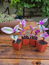 2 Rare Pink Tradescantia Nanouk Wandering Jew  Live Indoor Plants  in 2" Pots