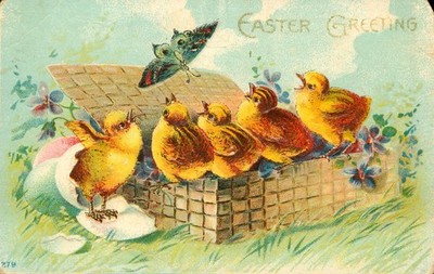 Embossed Easter Postcard Antique 1911 Five Chicks watching a Butterfly  N