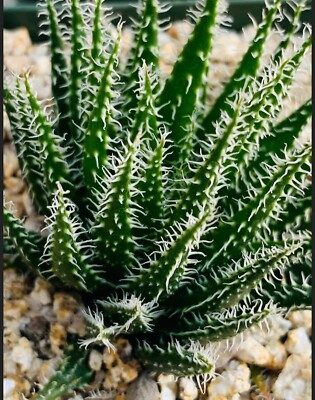 aloe soothing cream Jigott Aloe Vera Soothing Cream  Moisture Barrier + Calming  Aloe Ve   Uncommon Channel