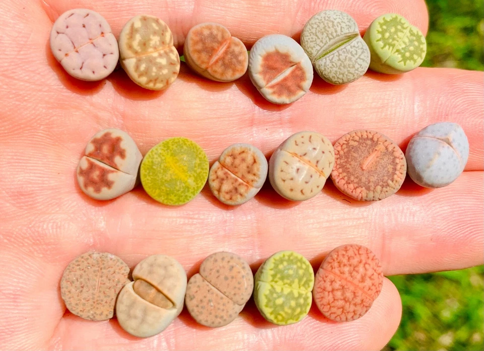 Live Lithops Plant -15 Plants (0.3-0.5") - Colorful 1-1.5 Year Old Living Stone - Image 2 of 3