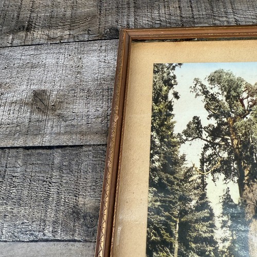 Vintage Tree Picture Frame Forest Scenery Decoration Antique Art Wall Hanging - Picture 14 of 17