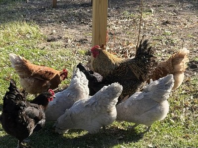 Barnyard Rainbow Egg Mix Hatching Eggs