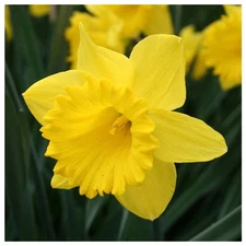 Garden Elements Spring Blooming Bulbs – Dutch Master Narcissus, Yellow – 50 Pk