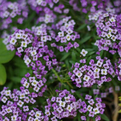 #ad Violet Queen Alyssum Seeds Purple Alyssum Heirloom Free Shipping 1212 $137.69