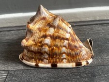 Giant Queen Helmet Conch Sea Shell 12cm high x 17cm Long