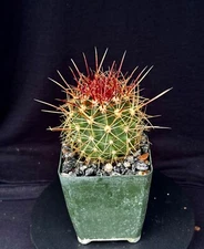Ferocactus pottsii v. alamosanus, cactus plant