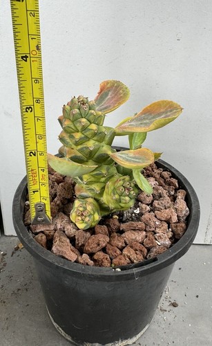 Euphorbia Monadenium Ritchiei Variegata Cactus Plant - Picture 7 of 7