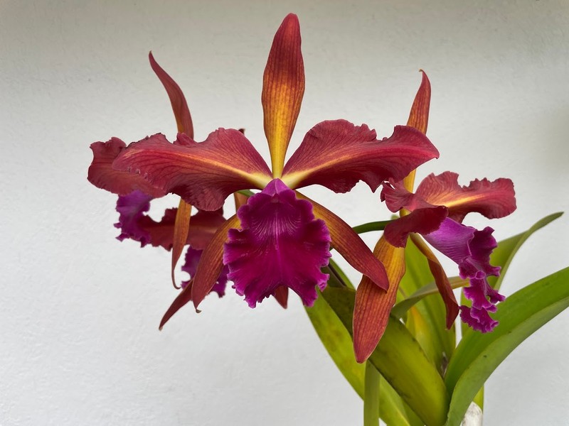 Lc. Amphion `Cherry Pie' AM/AOS Mericlone Cattleya Orchid Plant
