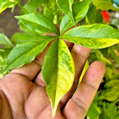 Baobab Adansonia Digitata Variegated Grafted Plant Fruit Tree Tropical Rare 20''